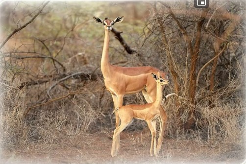 La question pour tous : Quel est l'autre nom de cet animal d'Afrique appelé gérénuk ?