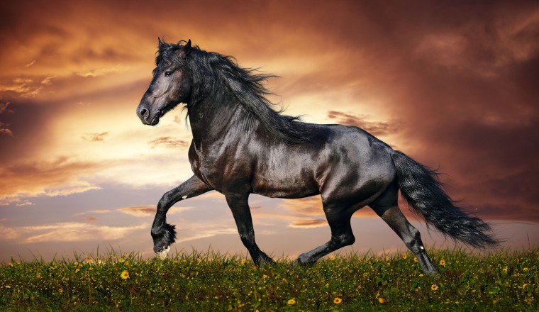 Cheval