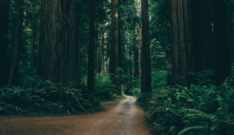 Forêt Verte